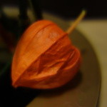 桜田 - ホウズキ