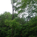 フォリオリーナ・デッラ・ポルタ・フォルトゥーナ - 