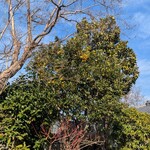 あざみ野うかい亭 - 