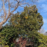 あざみ野うかい亭 - 
