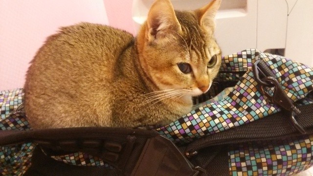 ナオト32さんが投稿した猫カフェ ねこのて 東京 錦糸町 の口コミ詳細 食べログ ナオト32さんが投稿した猫カフェ ねこのて 東京 錦糸町 の口コミ詳細 食べログ