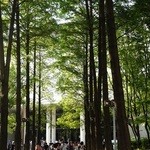 ザ シンフォニー カフェ - 開館当初、この公園の木は、低かった。　屋上のサインが、ここから、綺麗に見えました。ｗ