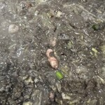 月島もんじゃ くうや 渋谷 - 