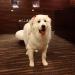 海の別邸ふる川 - 看板わんちゃん♫