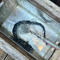 新宿うな鐵 はなれ - ☆店頭で泳ぐうなぎくん