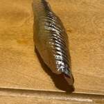 寿し おおはた - 