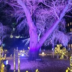 フランス料理 ル・トリアノン - 