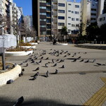 北京飯店 - 人を恐れない鳩。鳩を追わない人間