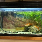 満留賀 - 店内の水槽