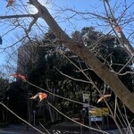 レイドバックバーガー - 山法師の葉がまだ数枚頑張って居た^_^