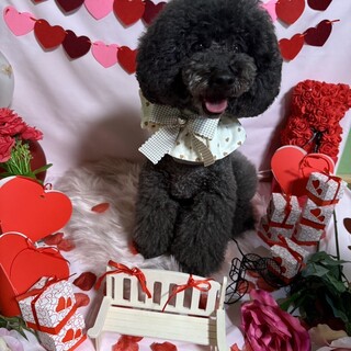 愛犬と一緒に過ごせる店♪可愛い撮影スペースも有◎