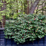 そばきり長助 - 角館らしい風景