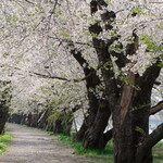 そばきり長助 - 川沿いの並木道