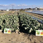 深谷テラス ヤサイな仲間たちファーム レストラン - 