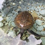 シギラベイサイドスイートアラマンダ - 