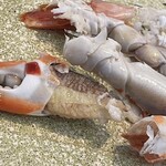 南房総 やまと寿司 - 出汁のカニをバリバリ噛み砕いて身を食べる。歯は命なのだ^_^