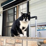 手打麺祭 かめ囲 - 