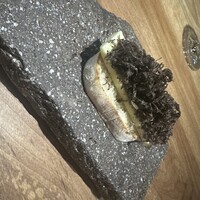 bb9 - 