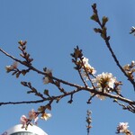 宮鍵 - 四季さくら（１月末）