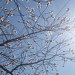 宮鍵 - 四季さくら（１月末）