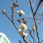 宮鍵 - 四季さくら（１月末）