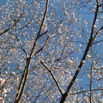 宮鍵 - 四季さくら（１月末）