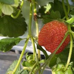 あかまつ農園 - 