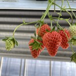 あかまつ農園 - 