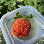 あかまつ農園 - 