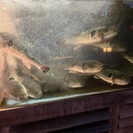 祇園おばんざい ぎんや - ご近所の虎ふぐ茶屋さん　入口の水槽◎