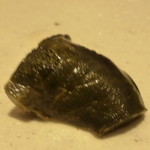 鮓 きずな - 徳島産あわび肝西京漬け