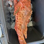 すし おおまさ - 鬼カサゴ