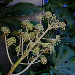 レストラン三好弥 - ブロッコリ収穫前