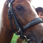 馬事公苑 売店 - つぶらな瞳って、こーゆーのを言うんですかね　（2011 愛馬の日）