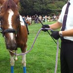 馬事公苑 売店 - 大人しく触らせてく入れます　（2011 愛馬の日）