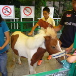 馬事公苑 売店 - アメリカンミニチュアホースです　（2012 愛馬の日）