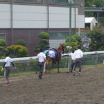 馬事公苑 売店 - あら、放馬しちゃいましたね。　（2012 愛馬の日）