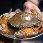 中華ダイニング 一途一心 - 2025.1 バングラデシュ産の活けマッドクラブ（ノコギリガザミ）