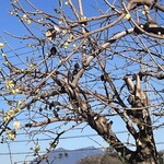 そば処 砂武縞 - 