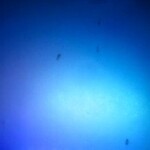 きた鳥 - 丸い水槽にクリオネ