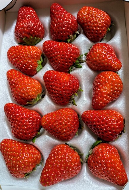 丸高いちご園 - 成田空港/その他 | 食べログ