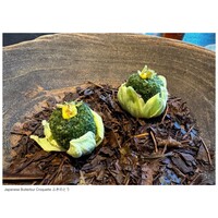 Florilege - 