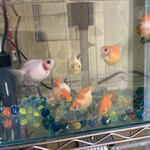 しゃぶ葉 - 小さい子組