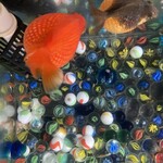 しゃぶ葉 - 上から見た感じ