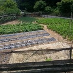 慈久庵 - 自前の畑