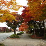 リトルスイス - 宿の前に立つ街路樹の真っ赤な紅葉。１０月上旬頃～