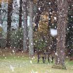 リトルスイス - (初冬）１１月下旬！初雪です。高原の神秘的な厳冬の始まりです。（宿の中庭にて撮影）
