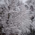 リトルスイス - （冬）冬の朝！　窓辺に美しく咲いた雪の花（部屋の窓から）