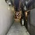 ELEPHANT FACTORY COFFEE - その他写真: