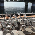 さくめ - カモメだらけ